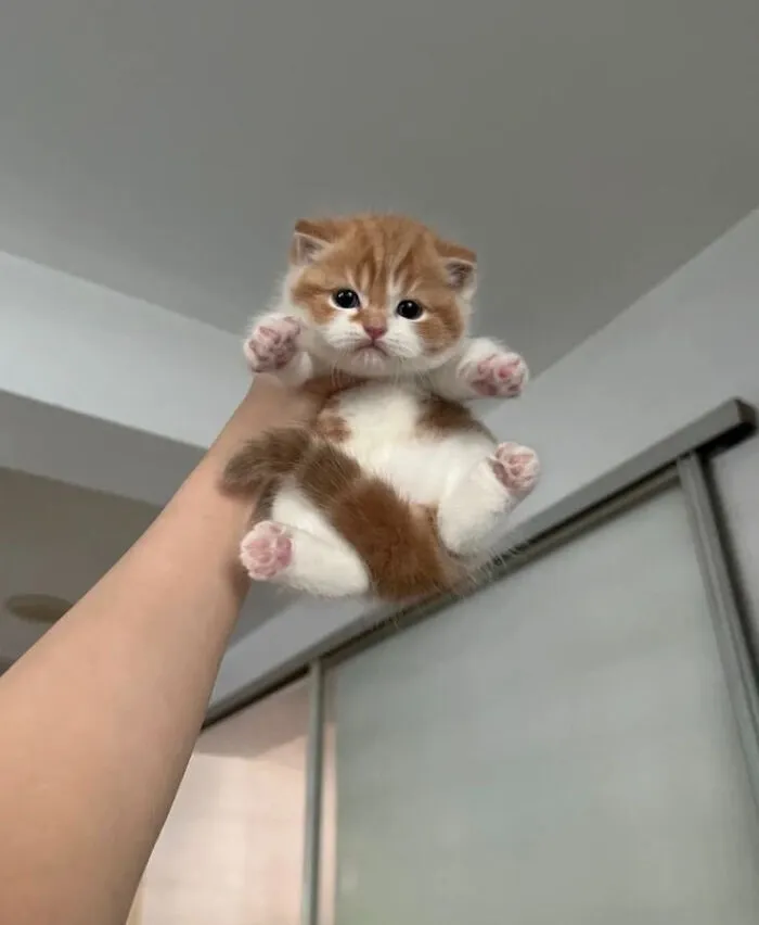33 Compelling Reasons “Why You Should Get A Cat”