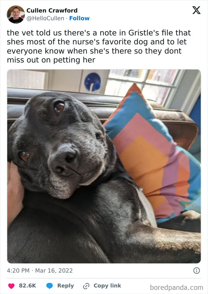 The Vet’s Office MVP
