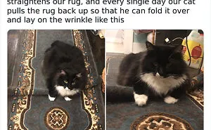 50 Cat Memes Any Cat Lover Would Appreciate