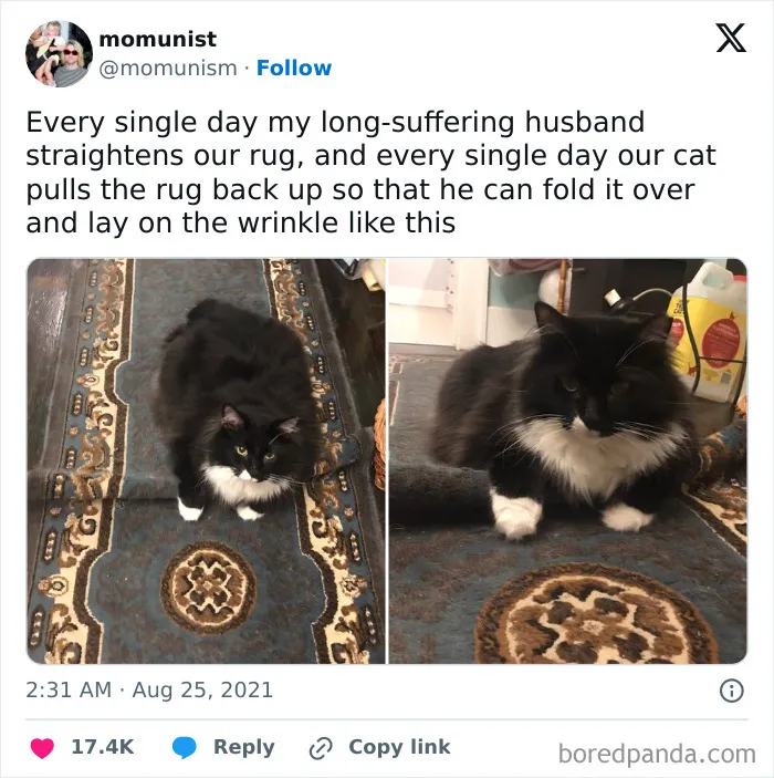 50 Cat Memes Any Cat Lover Would Appreciate