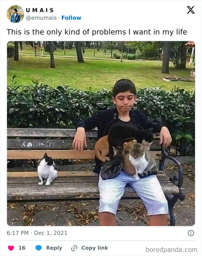 50 Cat Memes Any Cat Lover Would Appreciate