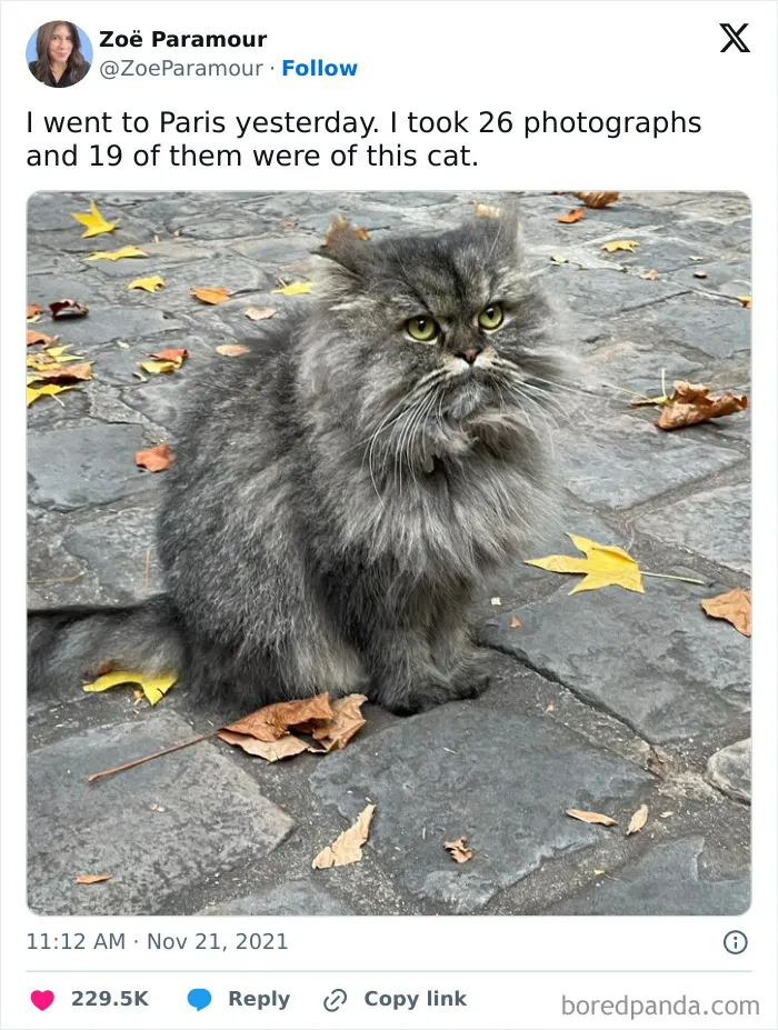 50 Cat Memes Any Cat Lover Would Appreciate