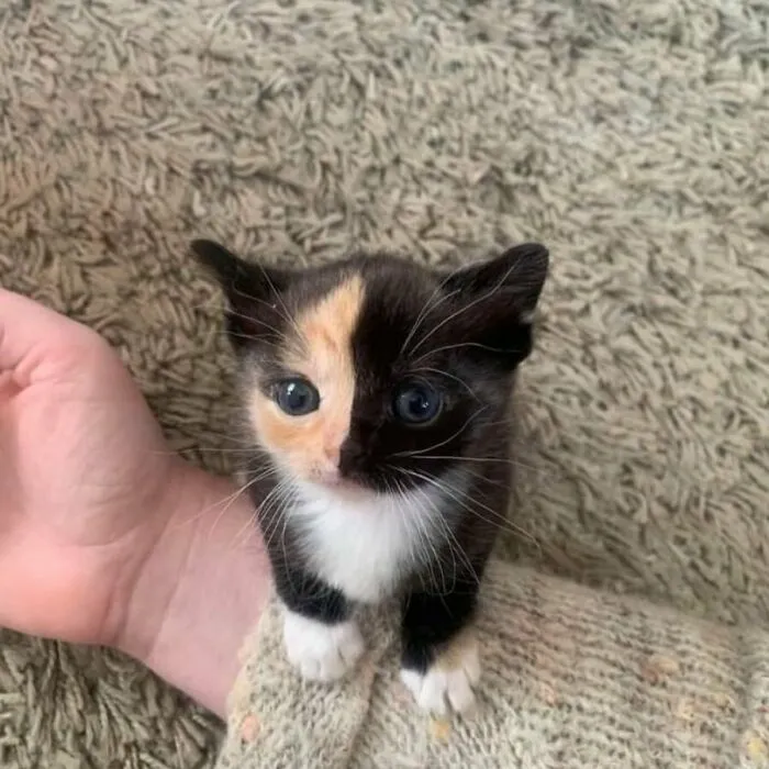33 Compelling Reasons “Why You Should Get A Cat”
