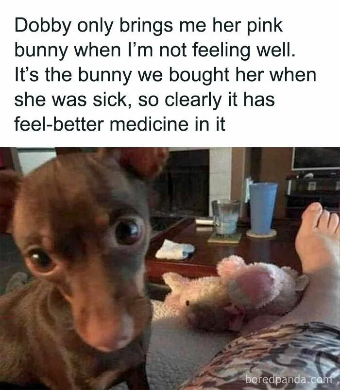 Cute Dog Meme: “When Your Dog Knows How to Make You Feel Better”