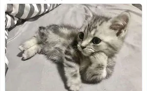 50 Cat Memes Any Cat Lover Would Appreciate