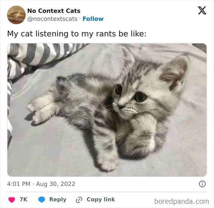 50 Cat Memes Any Cat Lover Would Appreciate
