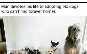 50 Dog Memes Guaranteed To Make You Smile