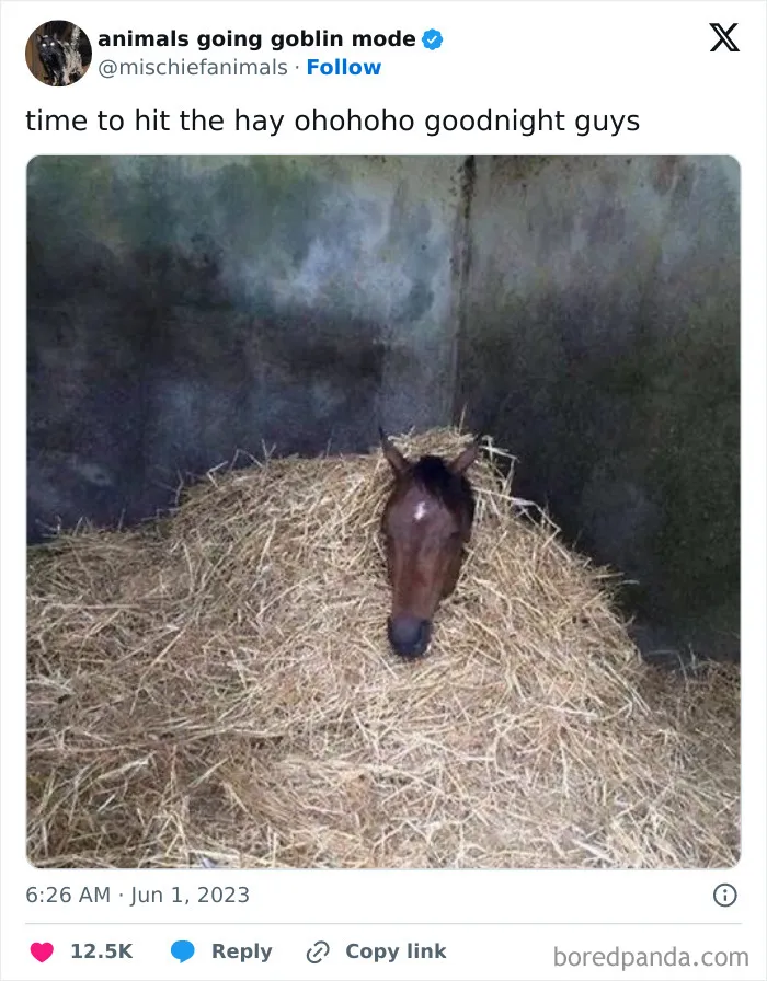 This Twitter Page Is Dedicated To Mischievous Animals And Here Are 50 Of Their Best Pics (New Pics)