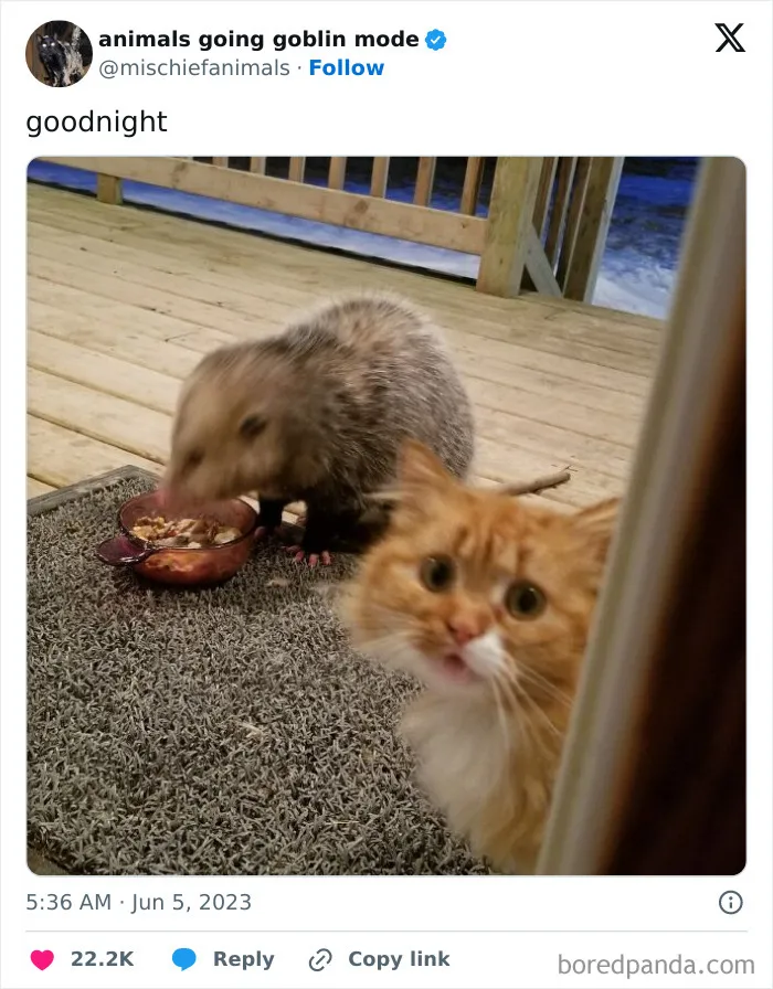 This Twitter Page Is Dedicated To Mischievous Animals And Here Are 50 Of Their Best Pics (New Pics)