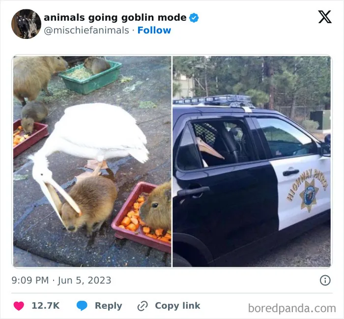 This Twitter Page Is Dedicated To Mischievous Animals And Here Are 50 Of Their Best Pics (New Pics)