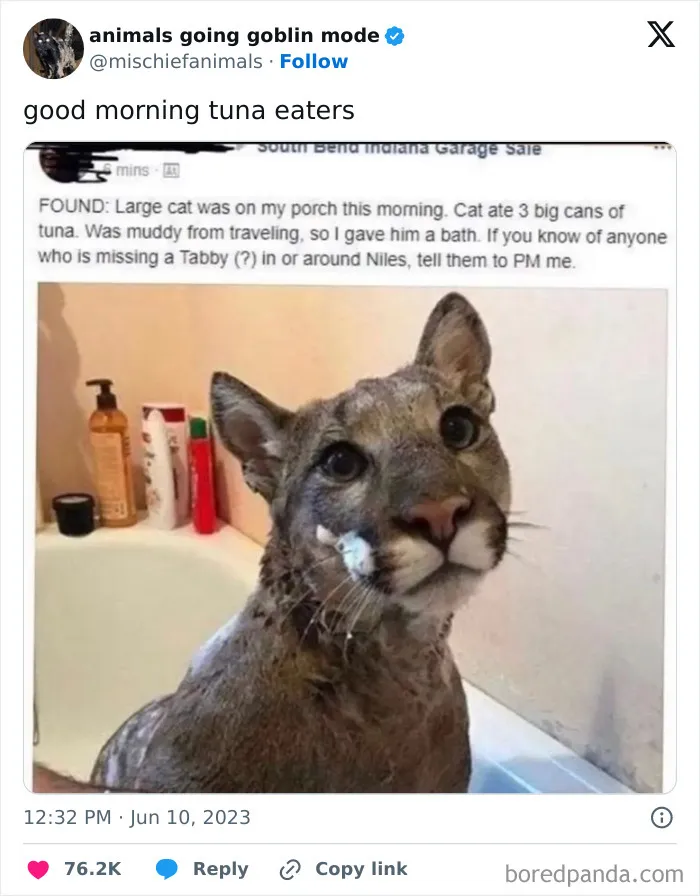 This Twitter Page Is Dedicated To Mischievous Animals And Here Are 50 Of Their Best Pics (New Pics)