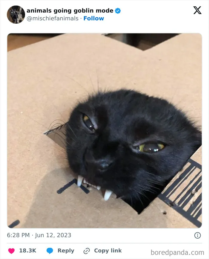 This Twitter Page Is Dedicated To Mischievous Animals And Here Are 50 Of Their Best Pics (New Pics)