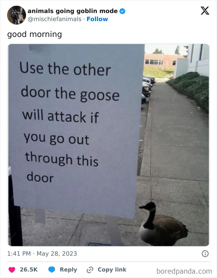 This Twitter Page Is Dedicated To Mischievous Animals And Here Are 50 Of Their Best Pics (New Pics)