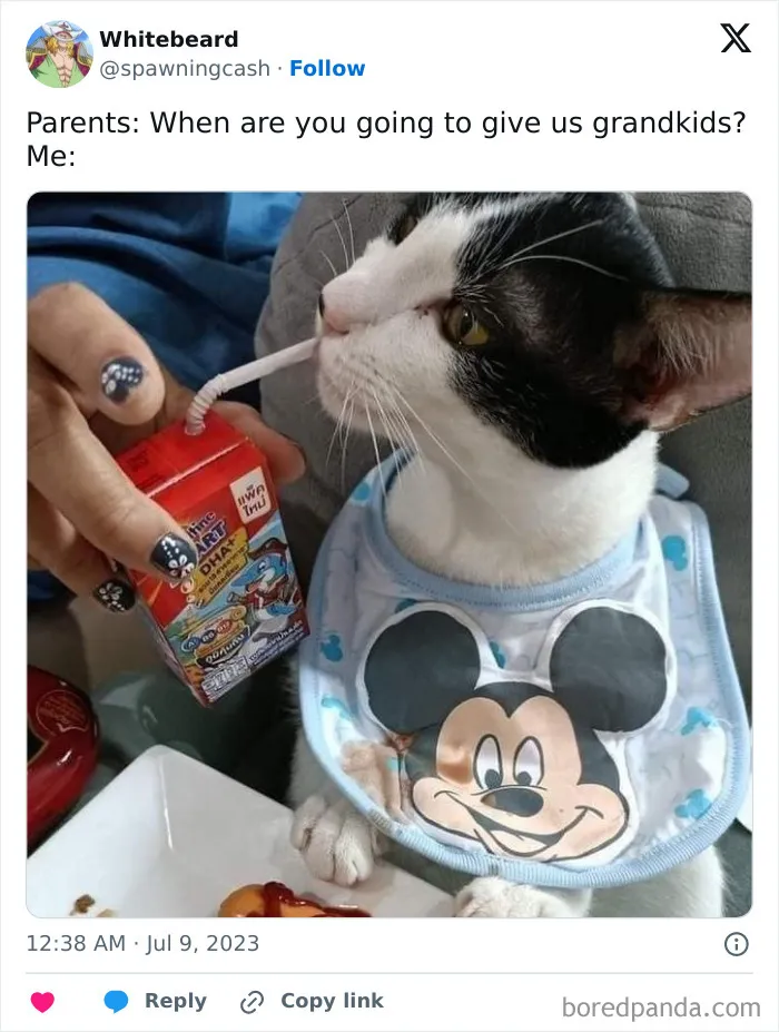 50 Cat Memes Any Cat Lover Would Appreciate