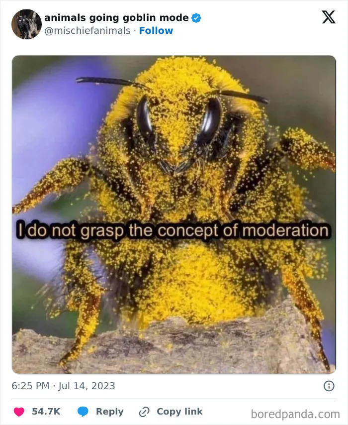 This Twitter Page Is Dedicated To Mischievous Animals And Here Are 50 Of Their Best Pics (New Pics)