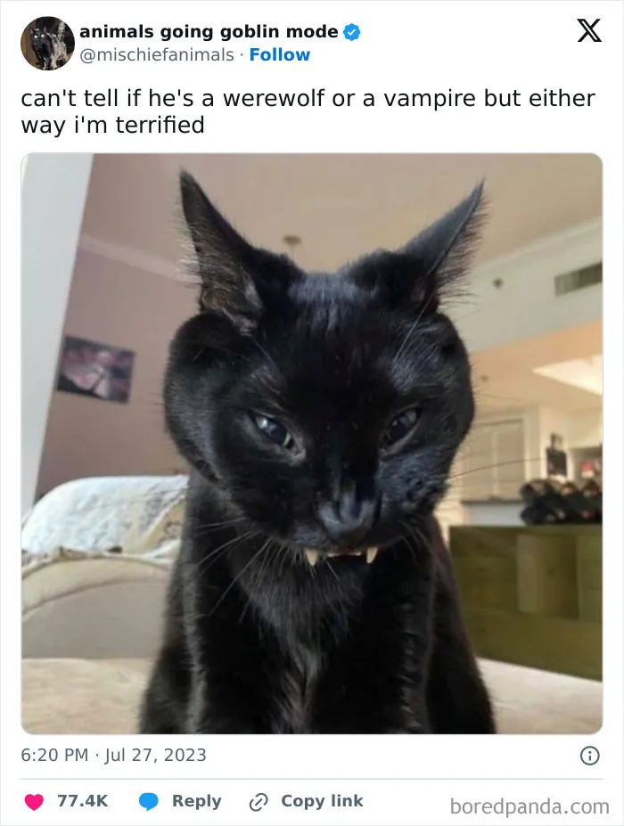 This Twitter Page Is Dedicated To Mischievous Animals And Here Are 50 Of Their Best Pics (New Pics)
