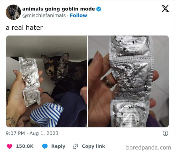 This Twitter Page Is Dedicated To Mischievous Animals And Here Are 50 Of Their Best Pics (New Pics)