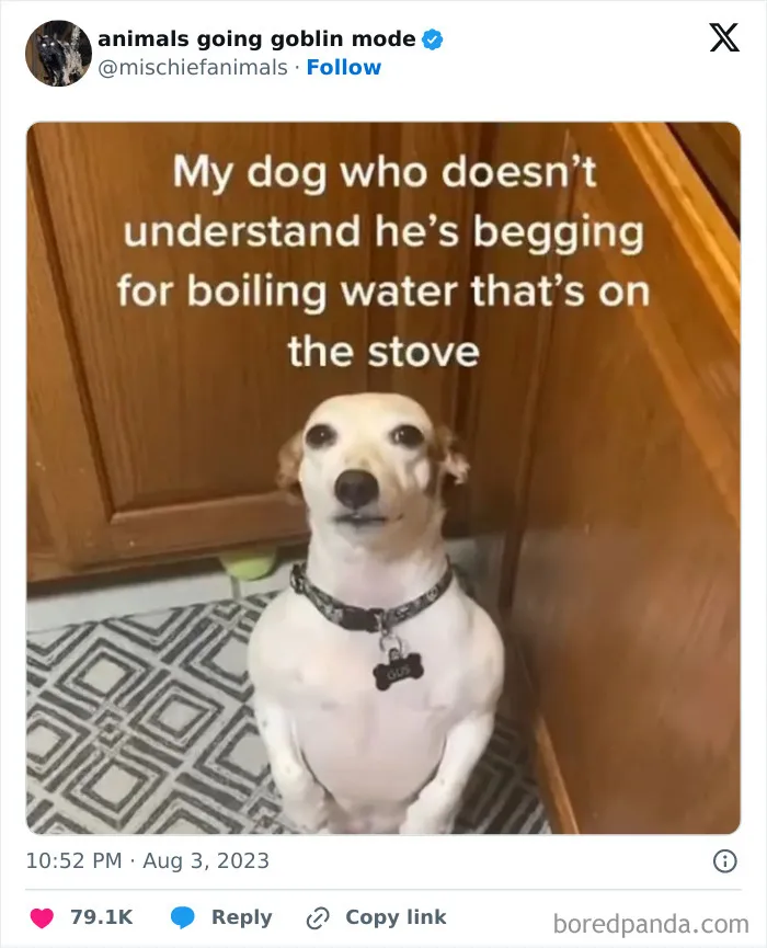 This Twitter Page Is Dedicated To Mischievous Animals And Here Are 50 Of Their Best Pics (New Pics)