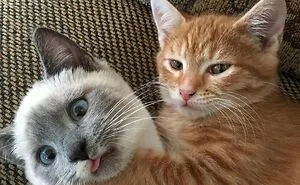33 Compelling Reasons “Why You Should Get A Cat”