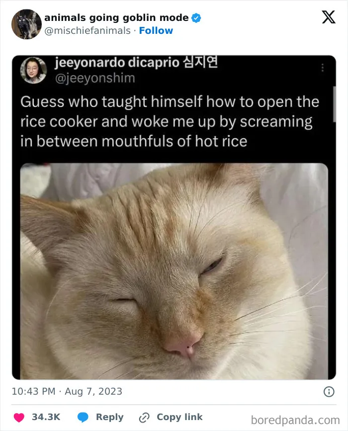 This Twitter Page Is Dedicated To Mischievous Animals And Here Are 50 Of Their Best Pics (New Pics)