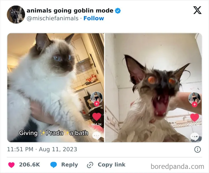 This Twitter Page Is Dedicated To Mischievous Animals And Here Are 50 Of Their Best Pics (New Pics)