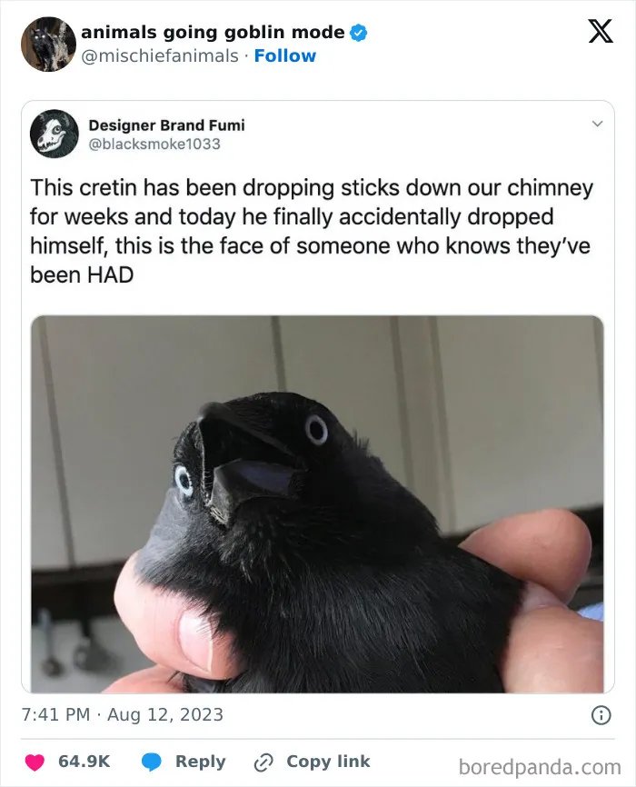 This Twitter Page Is Dedicated To Mischievous Animals And Here Are 50 Of Their Best Pics (New Pics)
