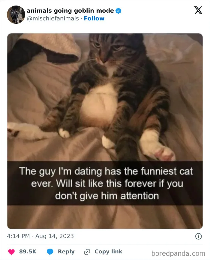 This Twitter Page Is Dedicated To Mischievous Animals And Here Are 50 Of Their Best Pics (New Pics)