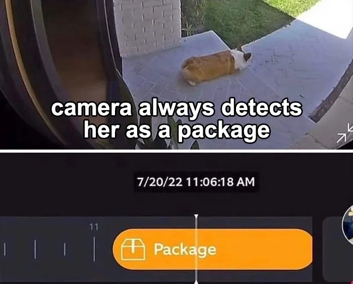 Special Delivery: One Furry Package