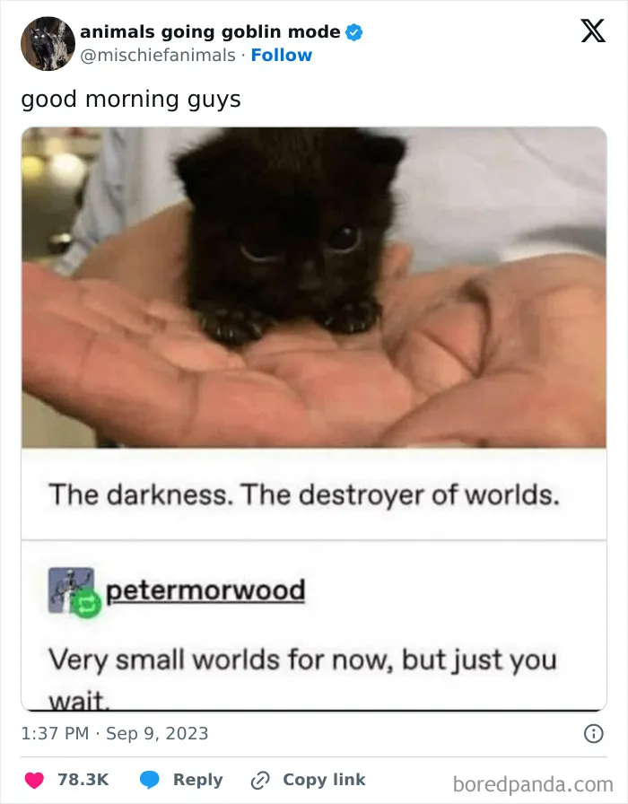 This Twitter Page Is Dedicated To Mischievous Animals And Here Are 50 Of Their Best Pics (New Pics)