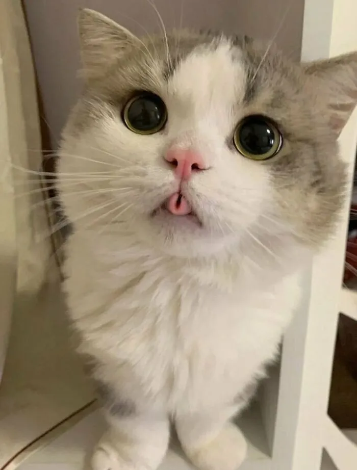 33 Compelling Reasons “Why You Should Get A Cat”