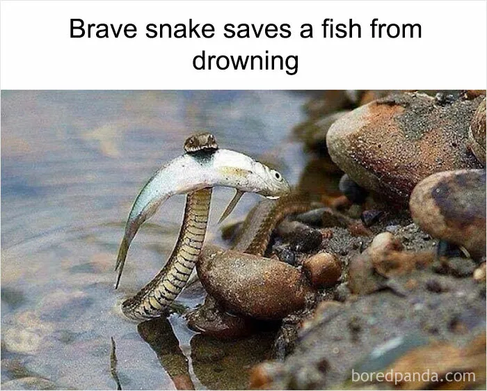 Weird-Funny-Memes