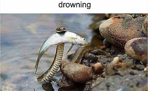 50 Weird Memes That Verge On Being Unhinged