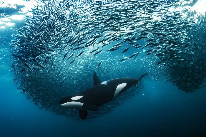 “Crowd Control”, Andy Schmid