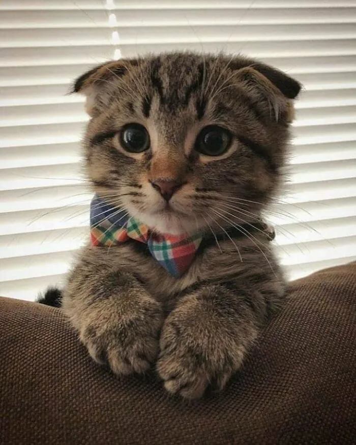 33 Compelling Reasons “Why You Should Get A Cat”