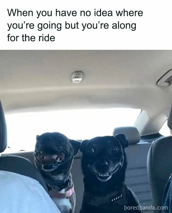 Two dogs in a car, smiling humorously, embodying the charm of dog memes to brighten your day.