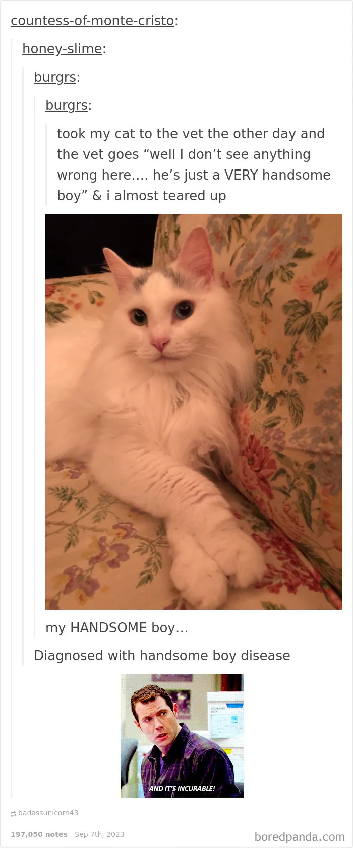 50 Cat Memes Any Cat Lover Would Appreciate