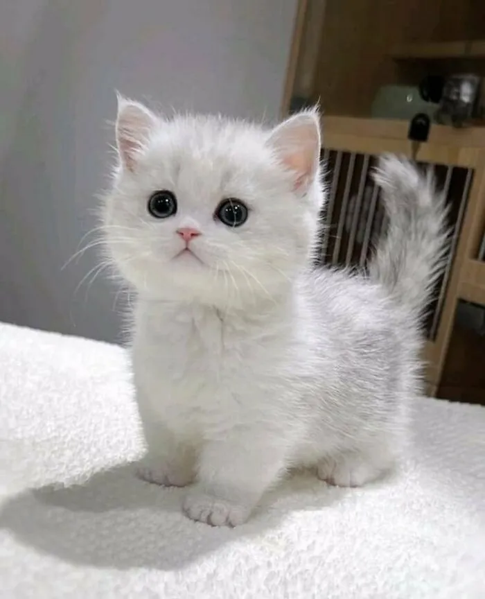 33 Compelling Reasons “Why You Should Get A Cat”