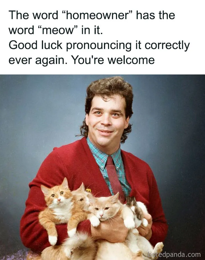 50 Hilarious Cat Memes From Happycat318 Instagram Account We’re Obsessed With