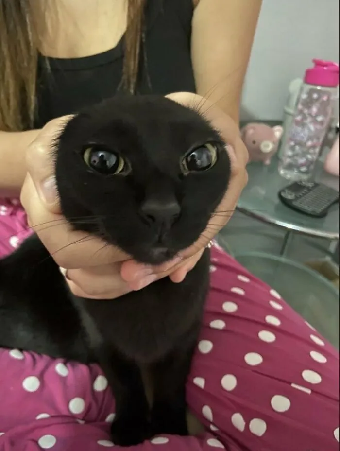 33 Compelling Reasons “Why You Should Get A Cat”