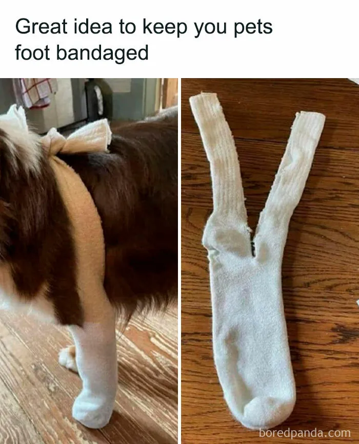 Dog with a sock bandage as a creative paw wrap idea, showcasing a funny pet meme.