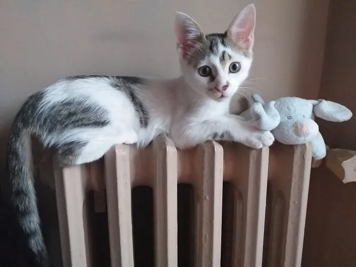 Kadife (R.i.p) With His Favorite Toy