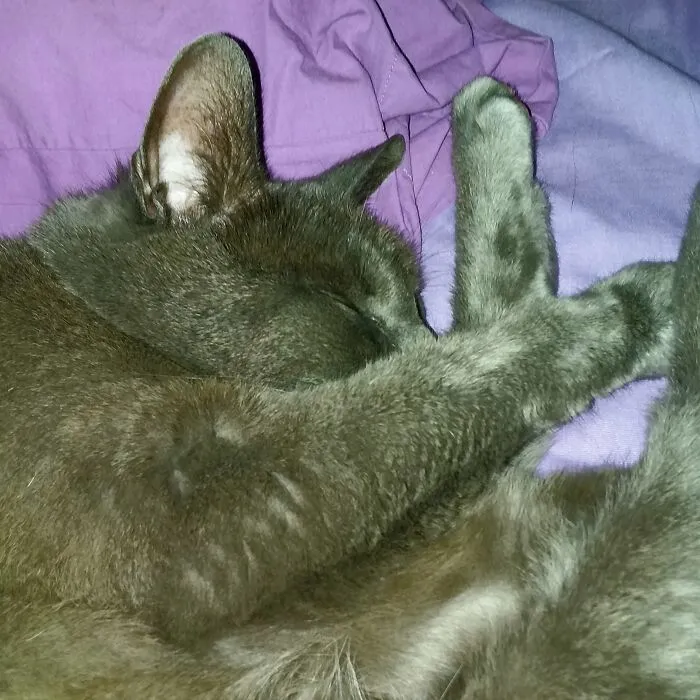 Squeaky, The Cat. He Walked In My Front Door. 2 Weeks Later A Bunch Of Kids Told Me He Was Theirs.  He Went Back And Forth For A While.  While He Was At My House, They Moved