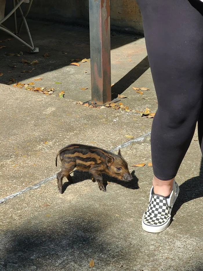 When An Employee Asked To Bring A New Pet To Work, I Didn't Expect This!