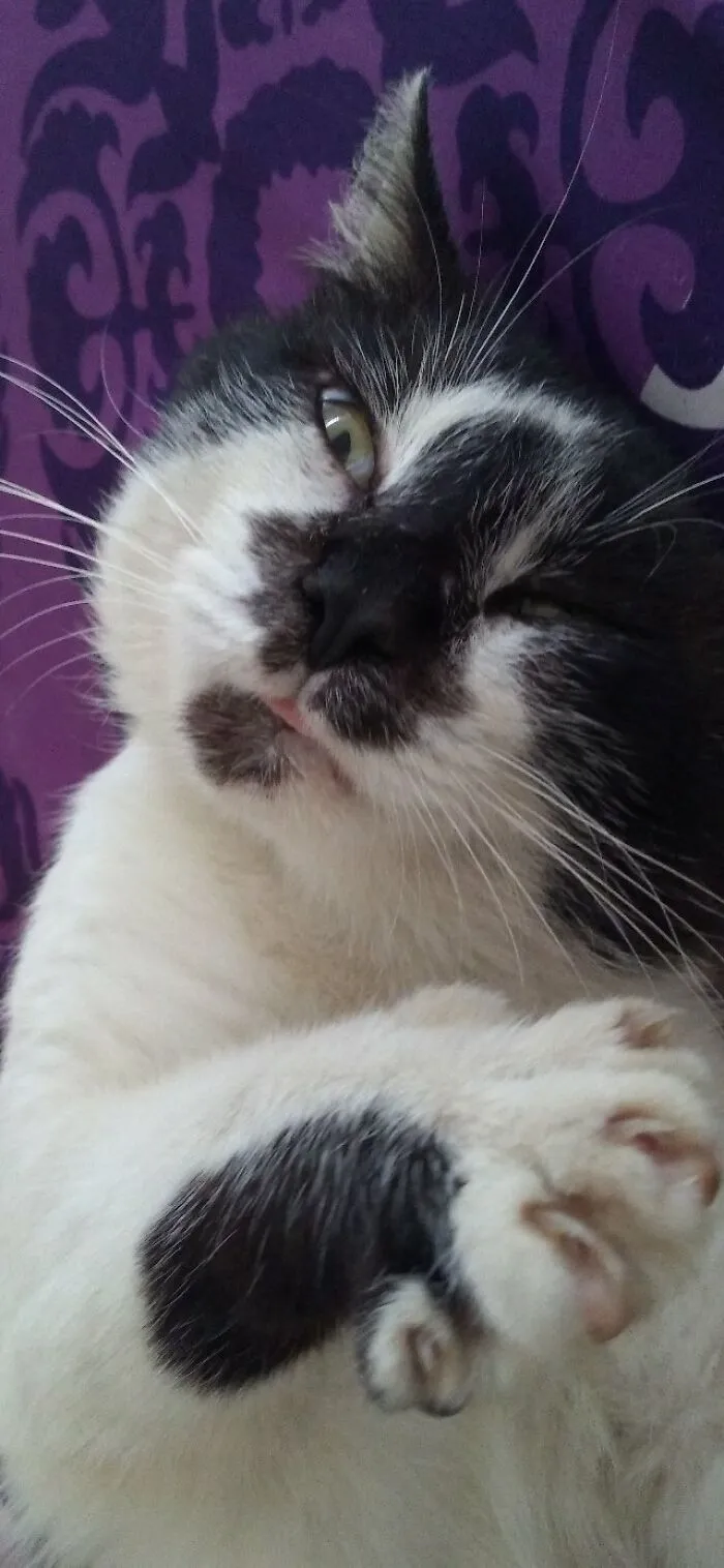 "The Catnip Hangover"
