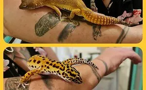 Hey Pandas, Post A Picture Of Your Exotic Pets (Closed)