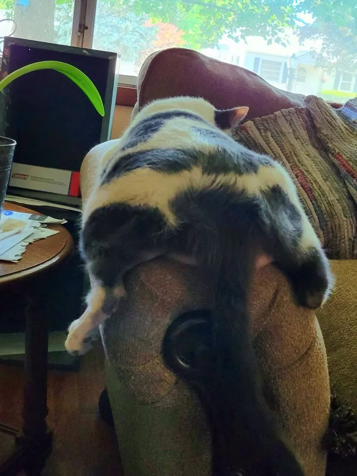 Cat Butt
