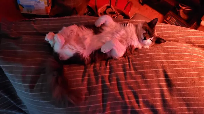 Teaddy Bear ... Sound Asleep - He Curls His Back Toes When He Sleeps
