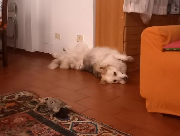 Is My Dog Malfunctioning? Sould I Reboot Her?