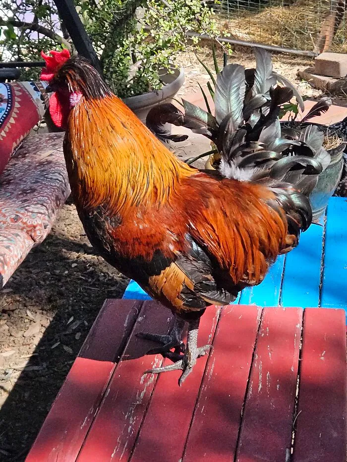 This Handsome Devil