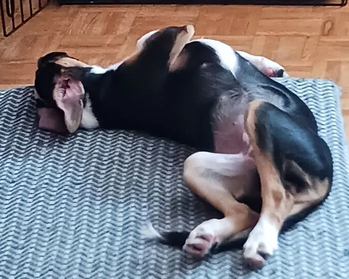I Think My Puppy Is Broken ... (But Happy!)